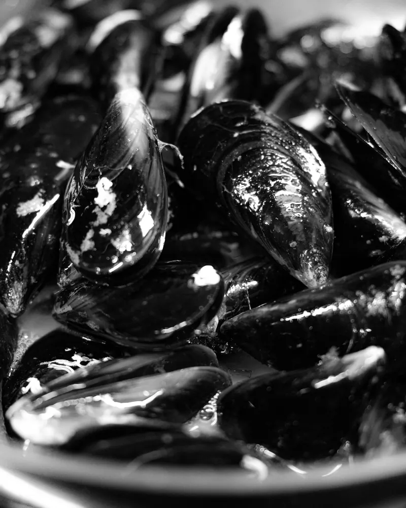 Schwarzweissaufnahme von Miesmuscheln